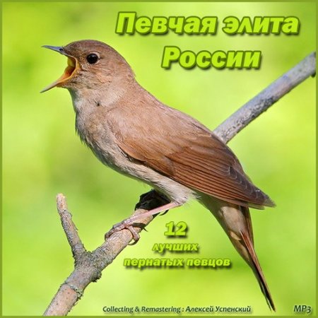 Обложка Звуки природы - Голоса птиц - Певчая элита России (2015) MP3