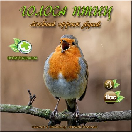 Обложка Звуки природы - Голоса птиц - Лечебный эффект звуков (2015) Mp3/FLAC